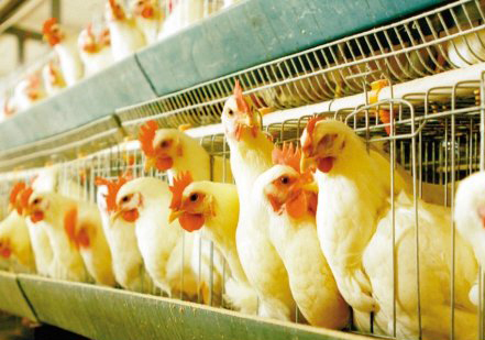 全自动养鸡设备该如何保养？