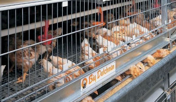 如何调节全自动养鸡设备的上料量