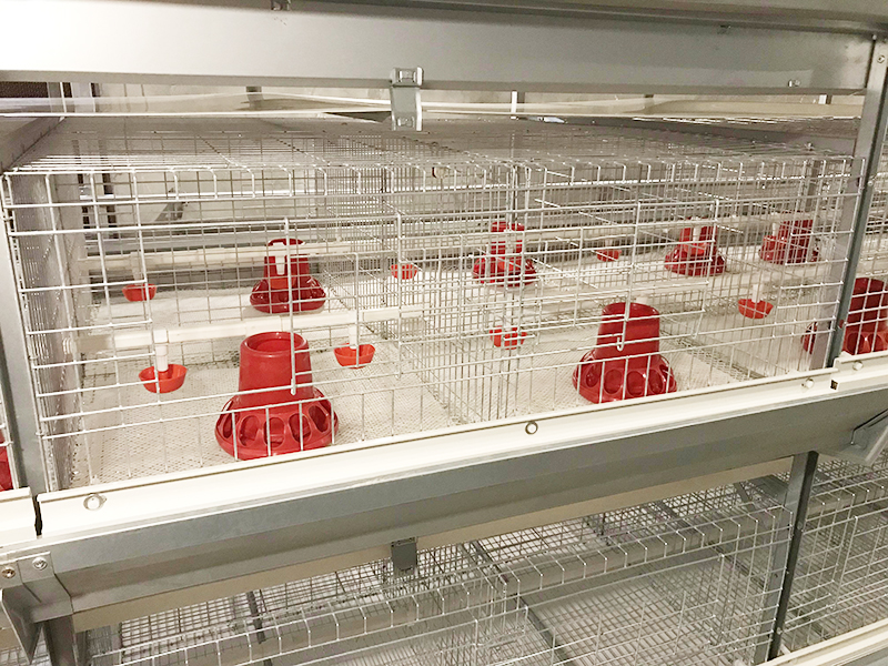 全自动养鸡设备主要包含什么以及可以为养殖户减少哪些成本？