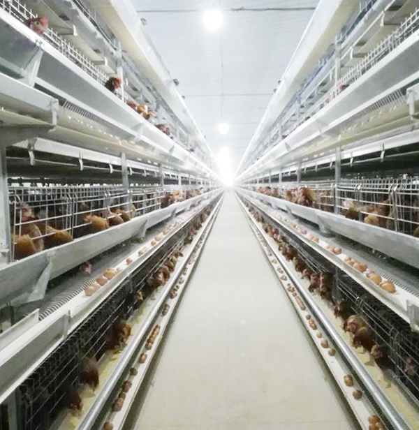 长城畜牧全自动养鸡设备厂家解析饲料霉变怎么办