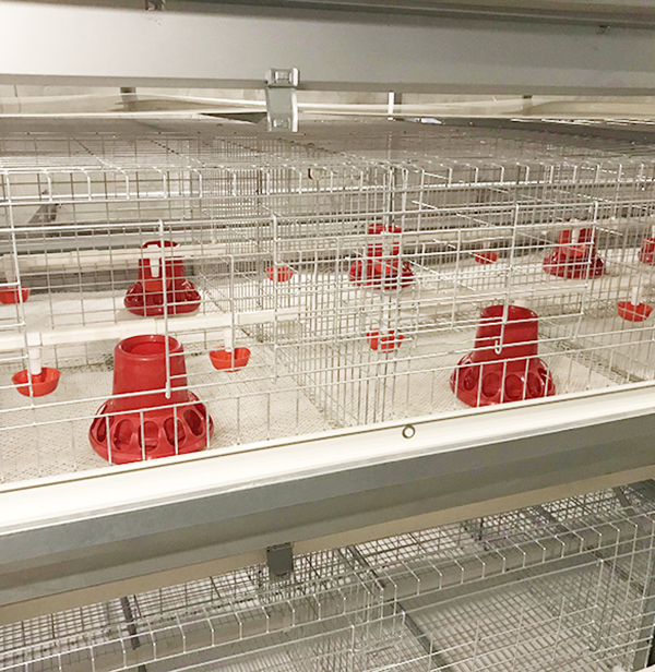 全自动养鸡设备养鸡添加制剂注意事项