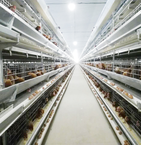 夏季蛋鸡高产技术措施由蛋鸡设备厂家介绍给大家